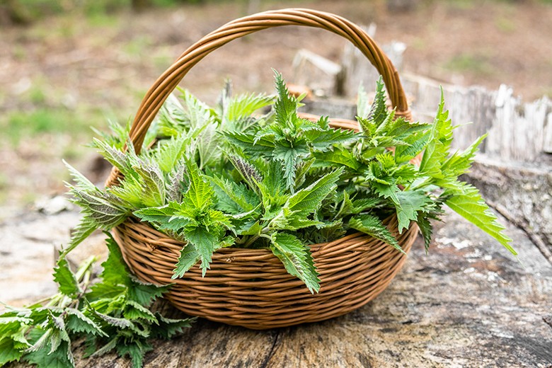 Wildkräuter und Heilpflanzen
