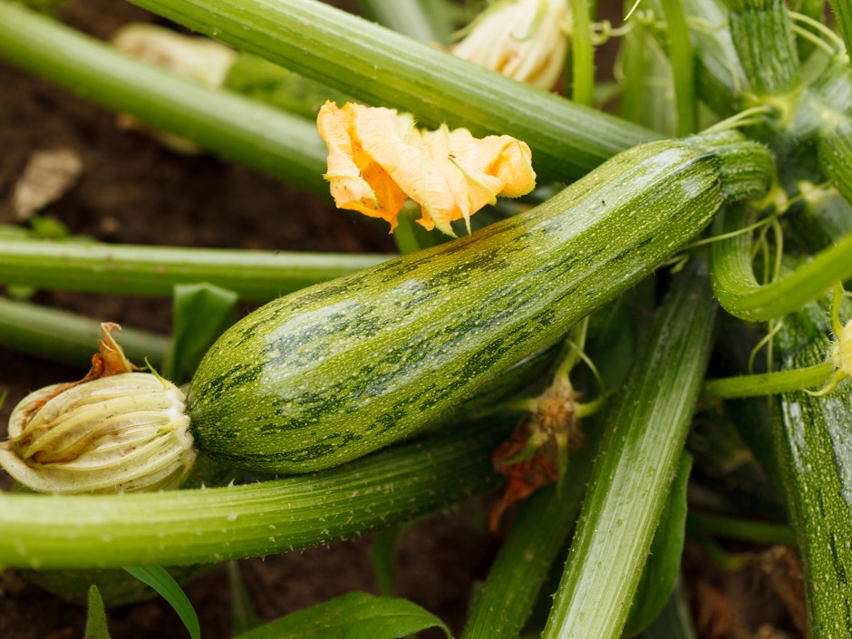 Zucchini