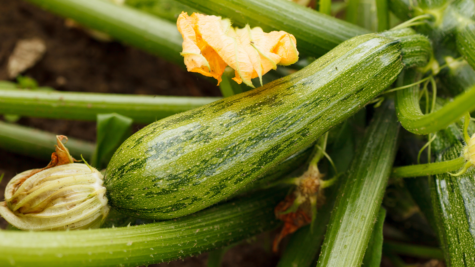 Zucchini - Anpflanzen & Anbau