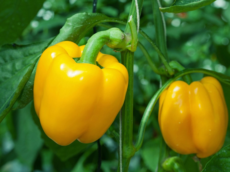 Paprika