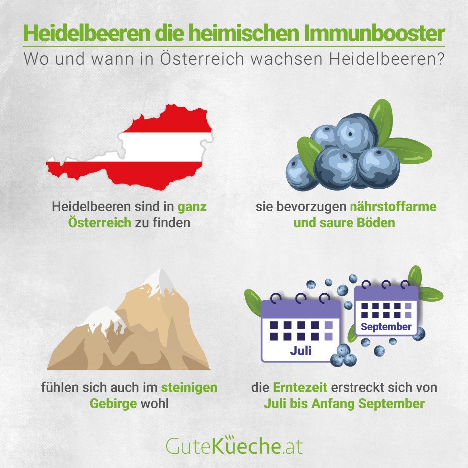 Heidelbeeren die heimischen Immunbooster