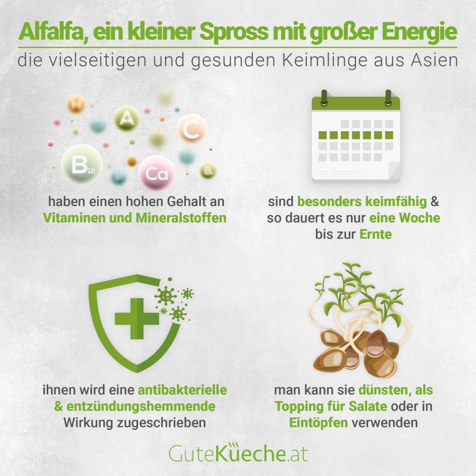 Alfalfa, ein kleiner Sproß mit großer Energie