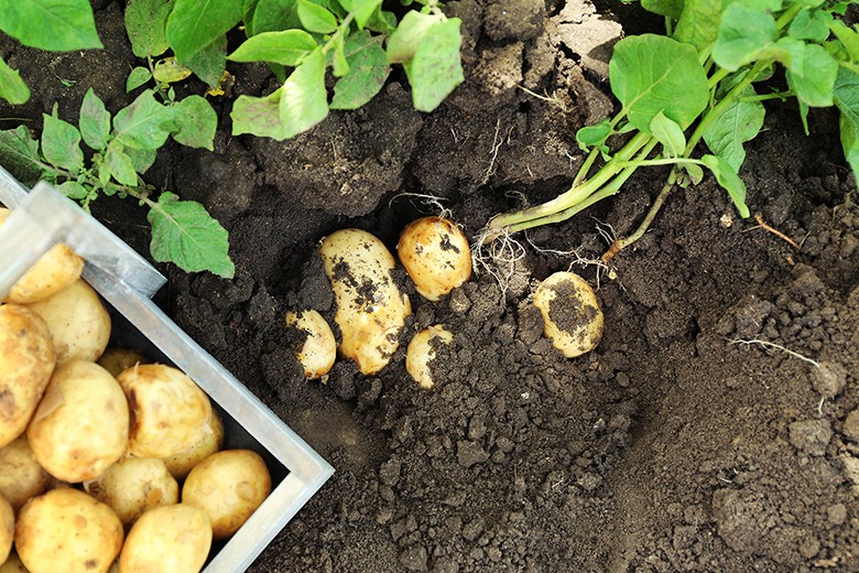 Kartoffeln