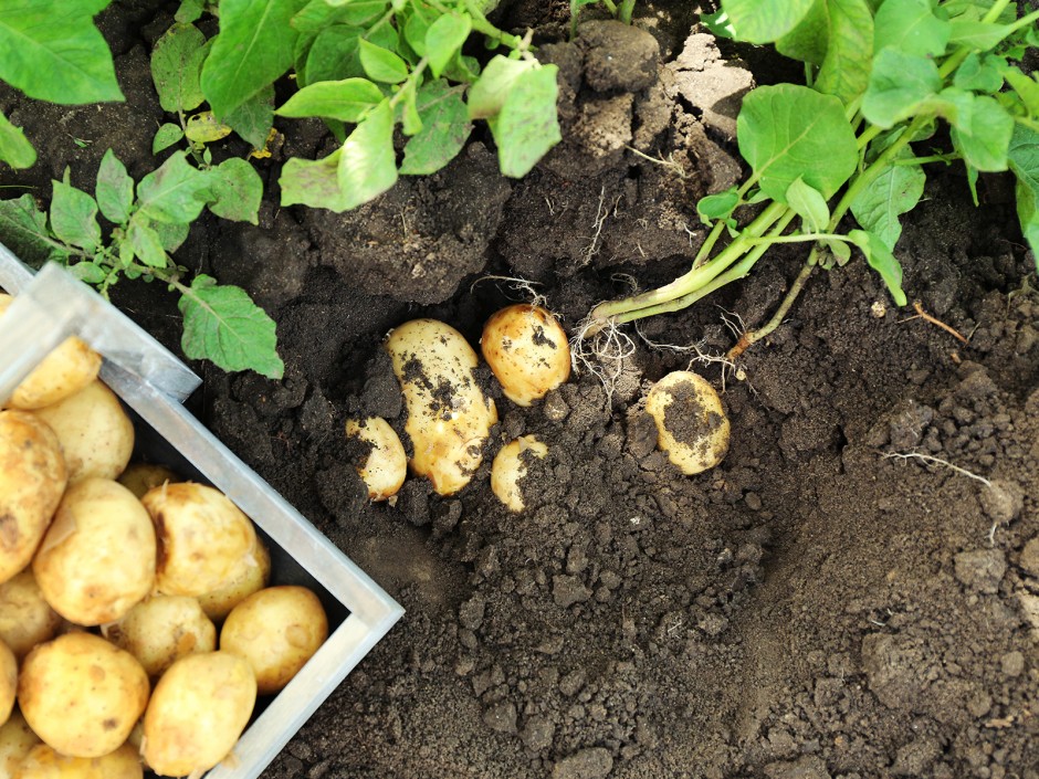 Kartoffeln