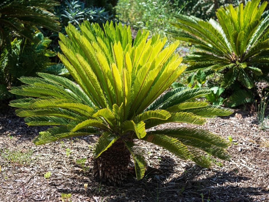 Sago, der vegane Gelatine-Ersatz