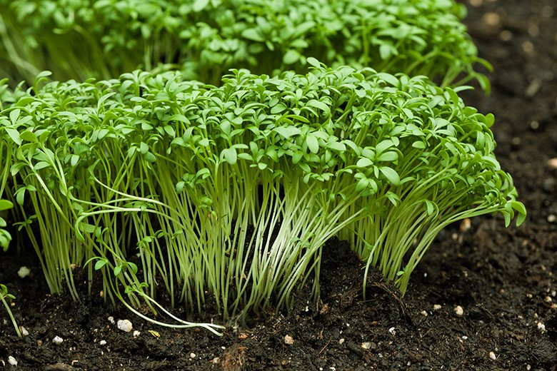 Gartenkresse