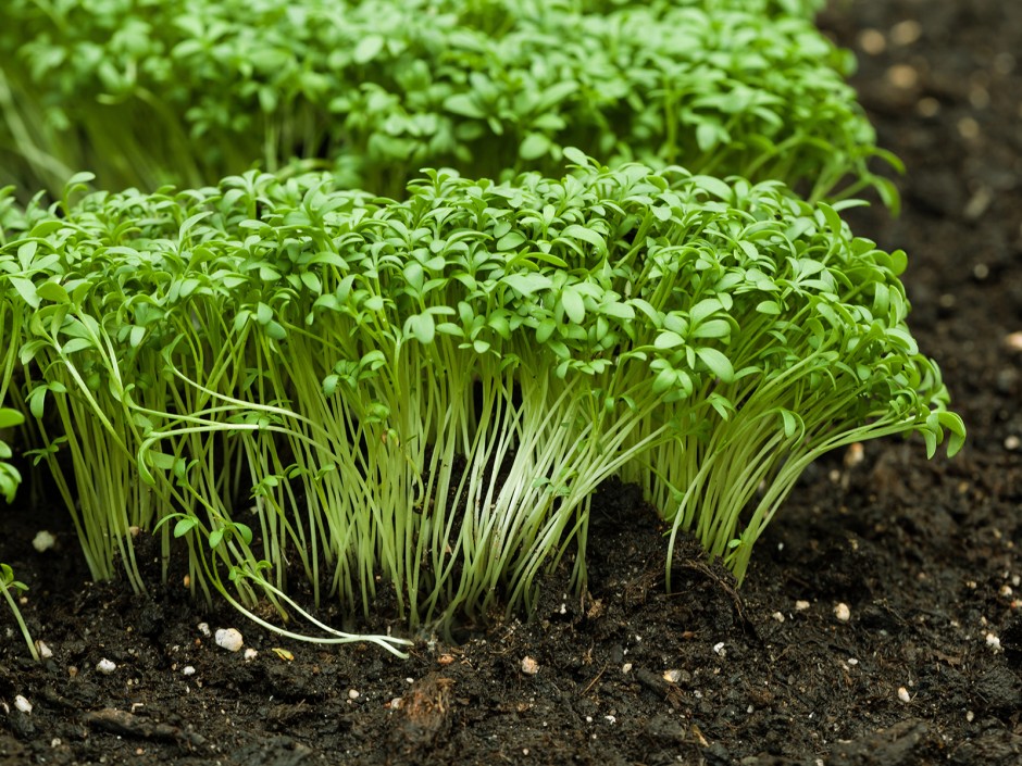 Gartenkresse