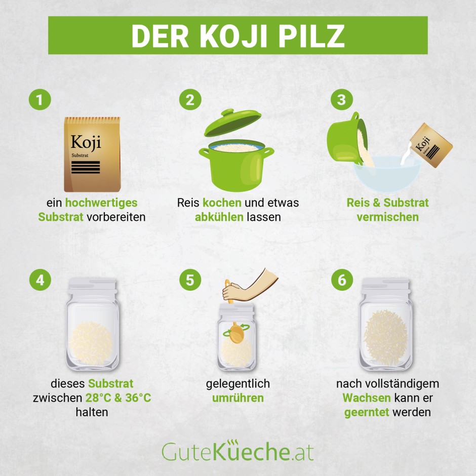 Der Koji-Pilz, Basis für zahlreiche Fermente