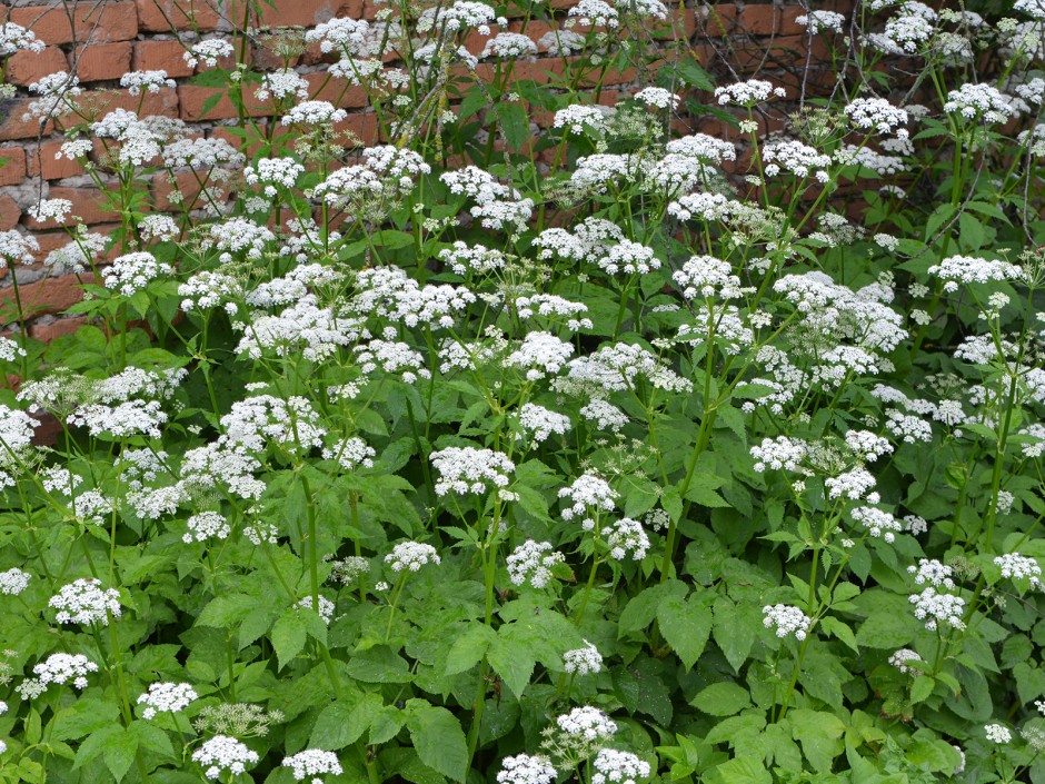 Giersch, iss auf was du nicht bekämpfen kannst