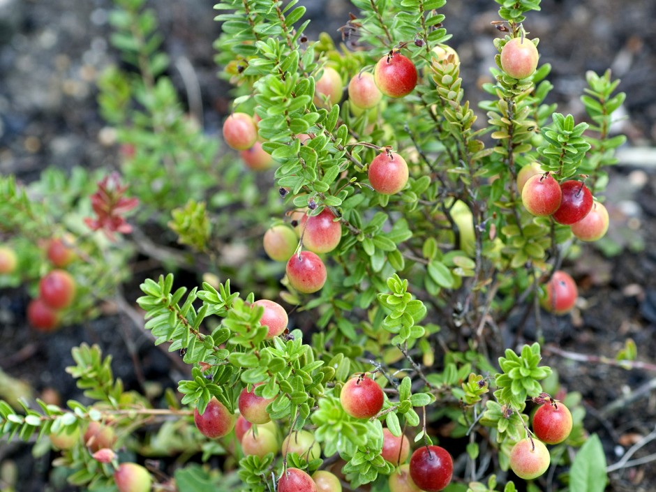 Cranberry, die amerikanische Verwandte der Heidelbeere