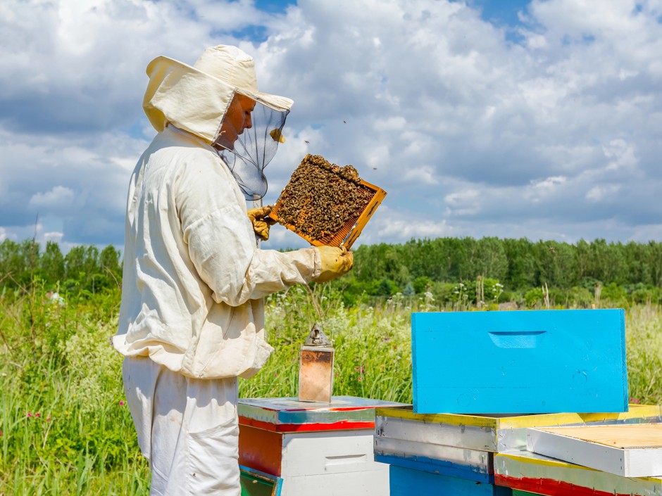 Bienenhonig Herstellung