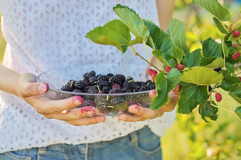 Heimisches Wildobst & Wildbeeren wiederentdeckt