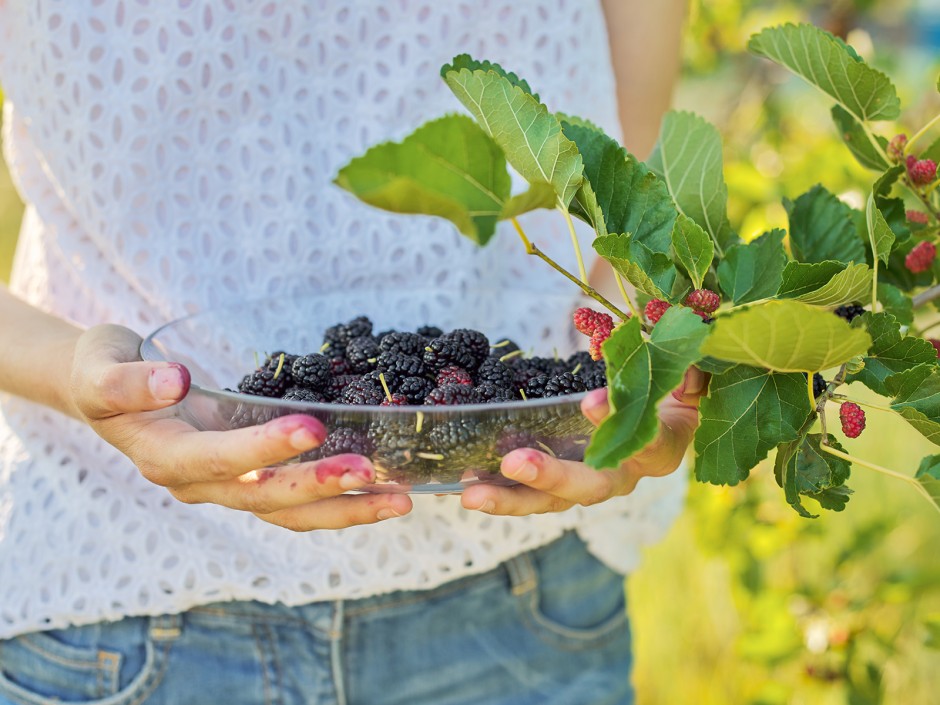 Heimisches Wildobst & Wildbeeren wiederentdeckt