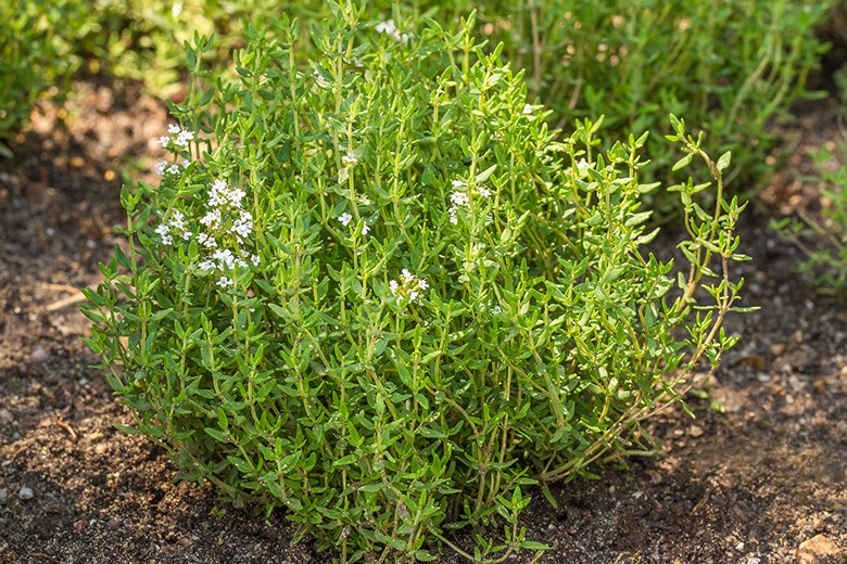 Thymian