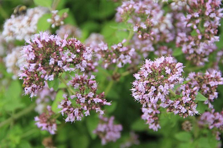 Oregano