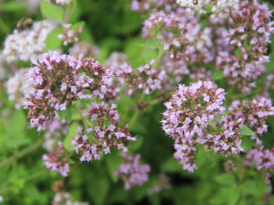 Oregano