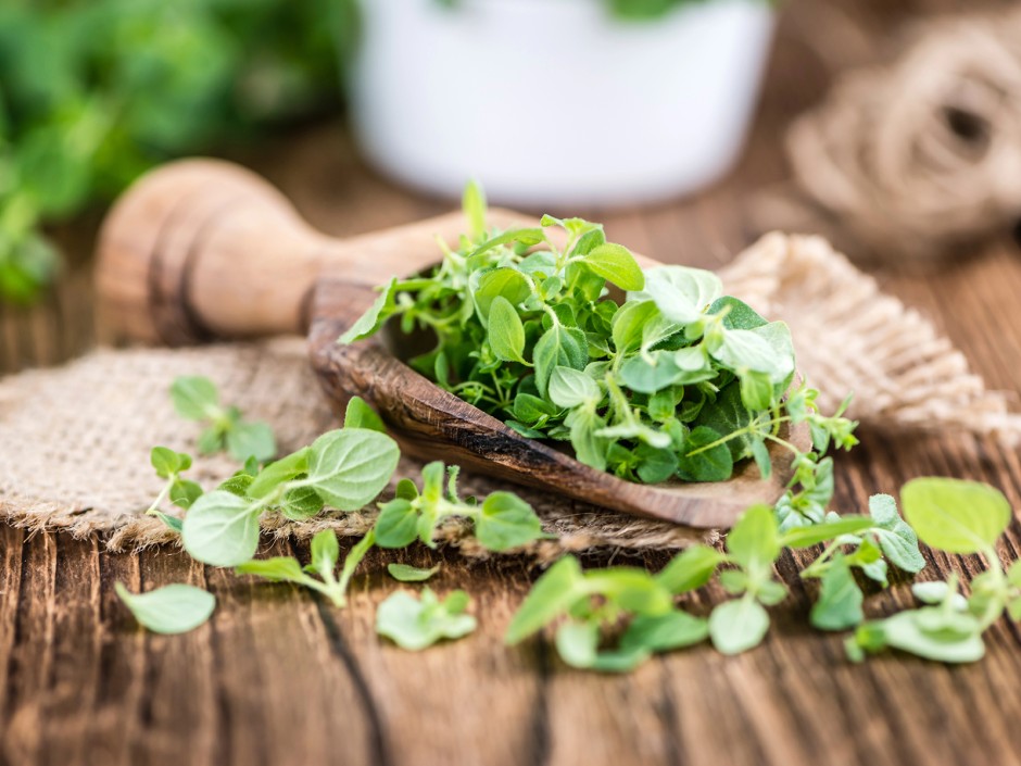 Oregano