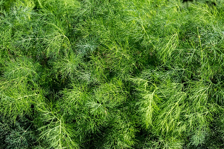 Dill