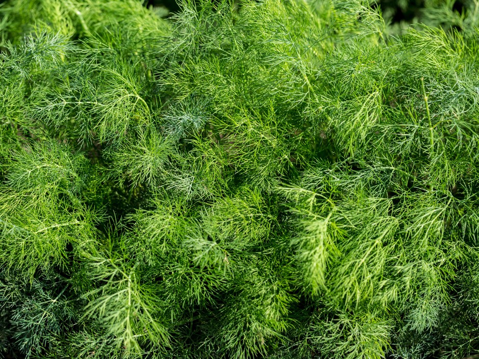 Dill