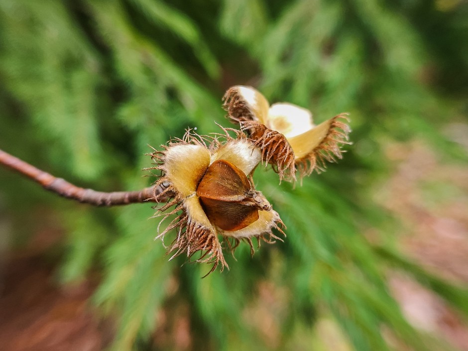 Bucheckern, köstliche wilde Nüsse
