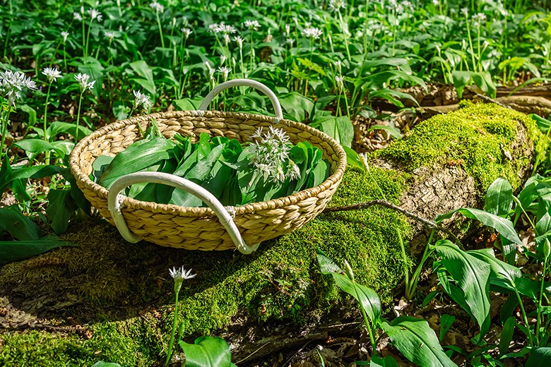 Wildkräuter im Wald und am Wegrand
