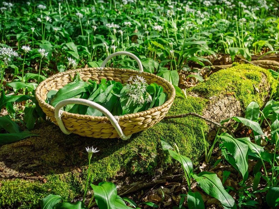 Wildkräuter im Wald und am Wegrand