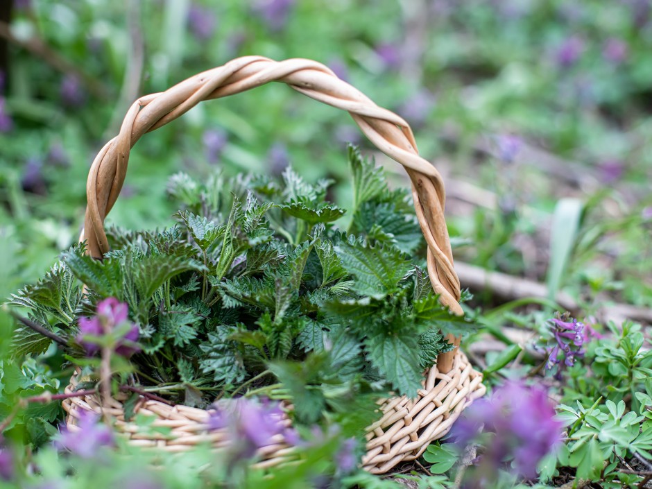 Wildkräuter im Wald und am Wegrand