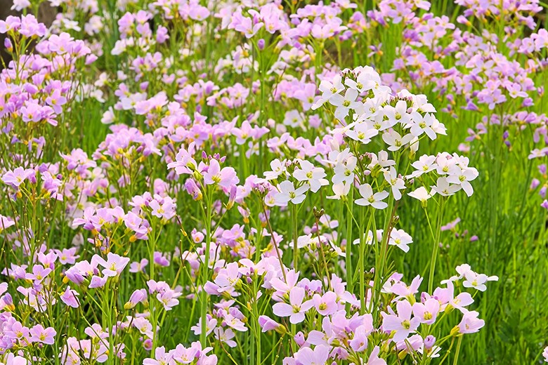 Wiesenschaumkraut