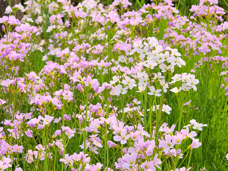 Wiesenschaumkraut