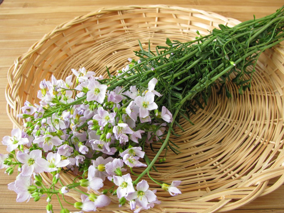 Wiesenschaumkraut