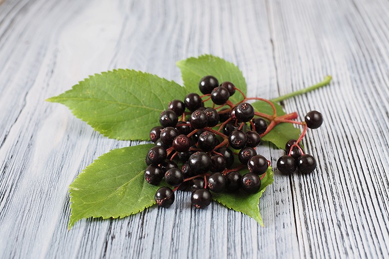 Holunderbeeren, Früchte des Spätsommers