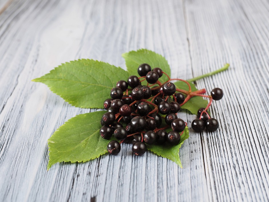 Holunderbeeren, Früchte des Spätsommers
