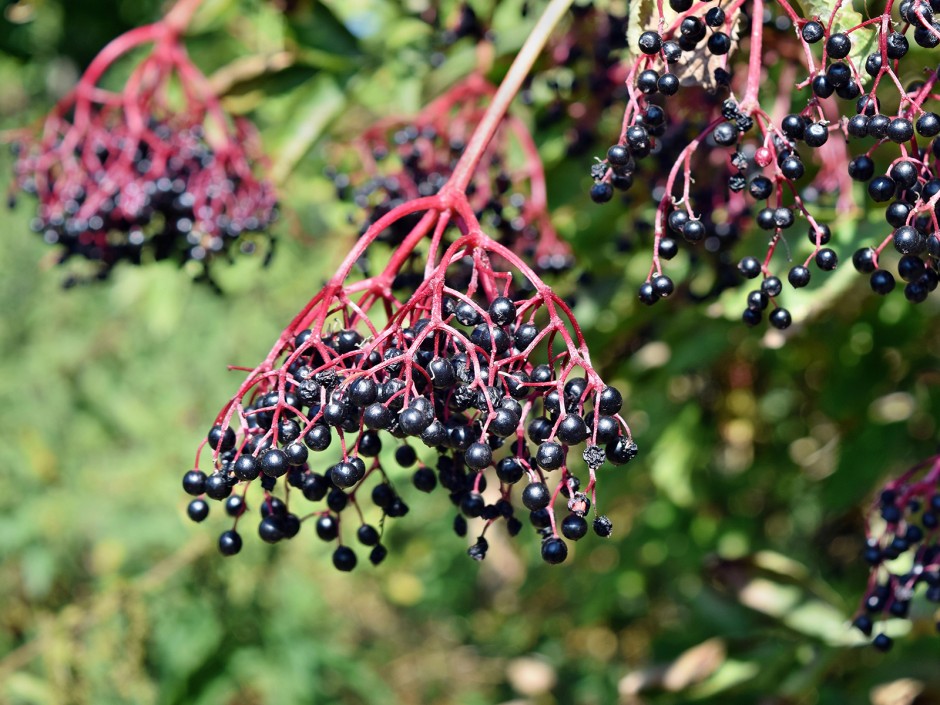 Holunderbeeren, Früchte des Spätsommers