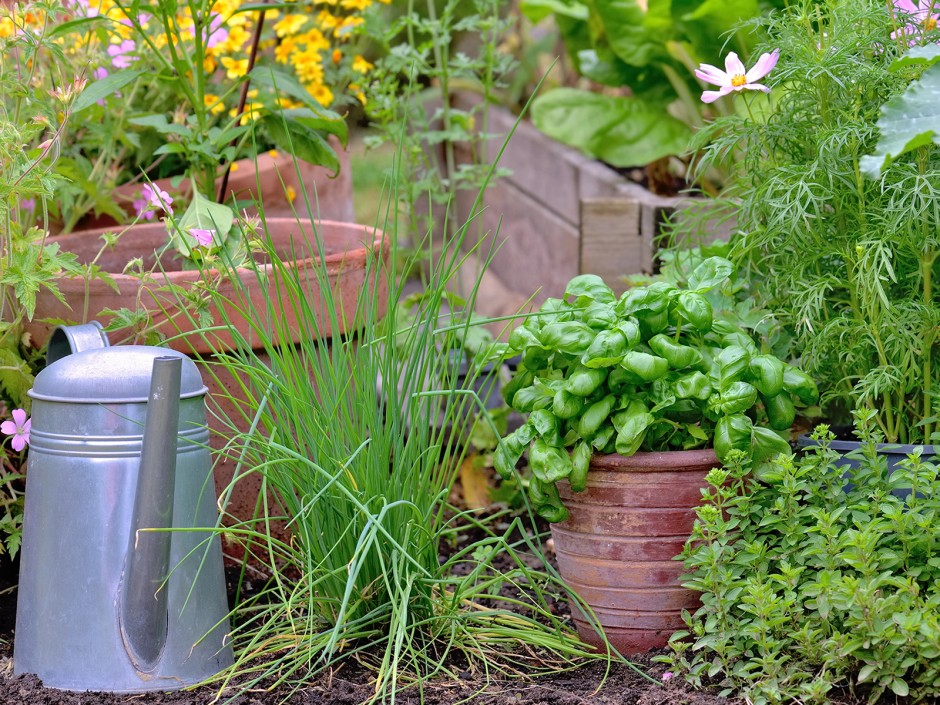 Kräuter anbauen im Garten