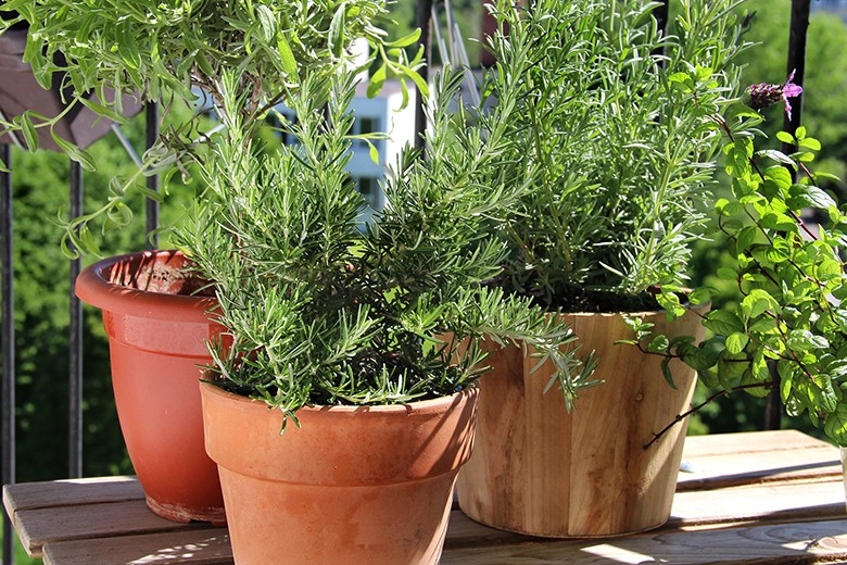 Kräuter anbauen auf Balkon & Terrasse