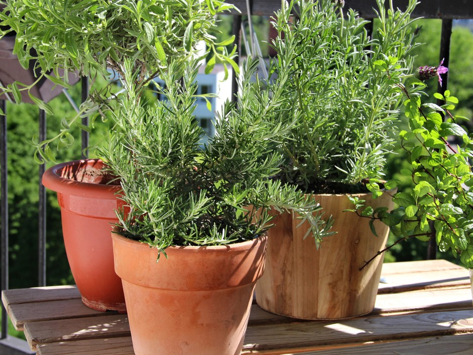 Kräuter anbauen auf Balkon & Terrasse