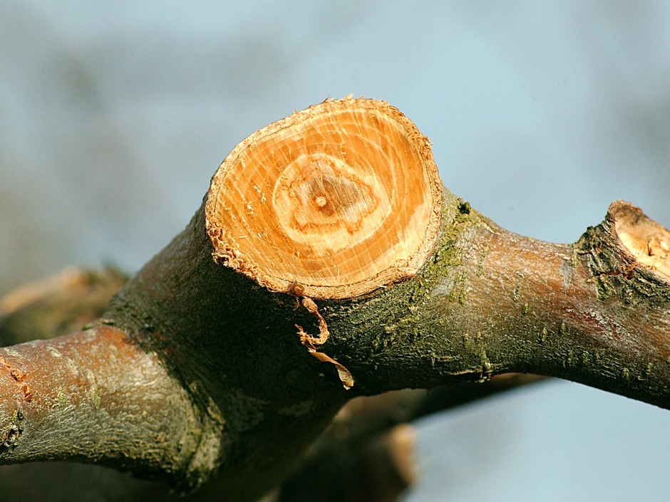 Stammpflege von Obstbäumen