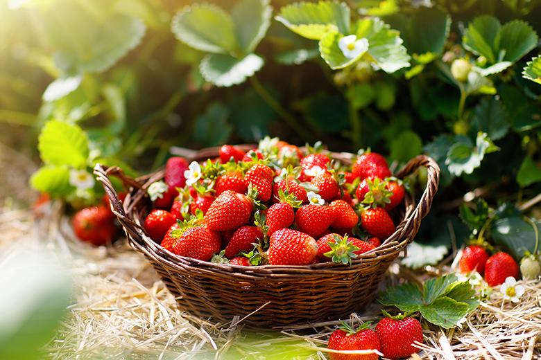 Erdbeeren von der Aussaat bis zur Ernte