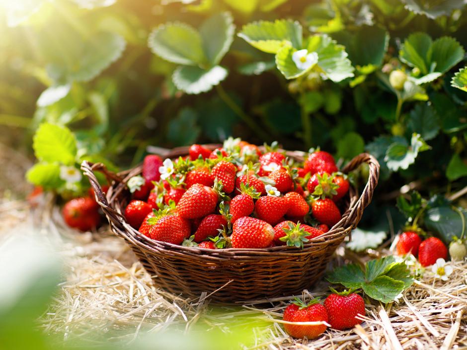 Erdbeeren von der Aussaat bis zur Ernte