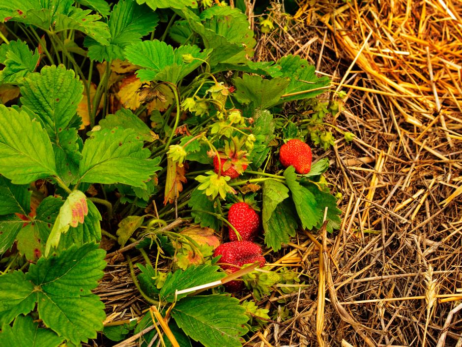 Erdbeeren von der Aussaat bis zur Ernte