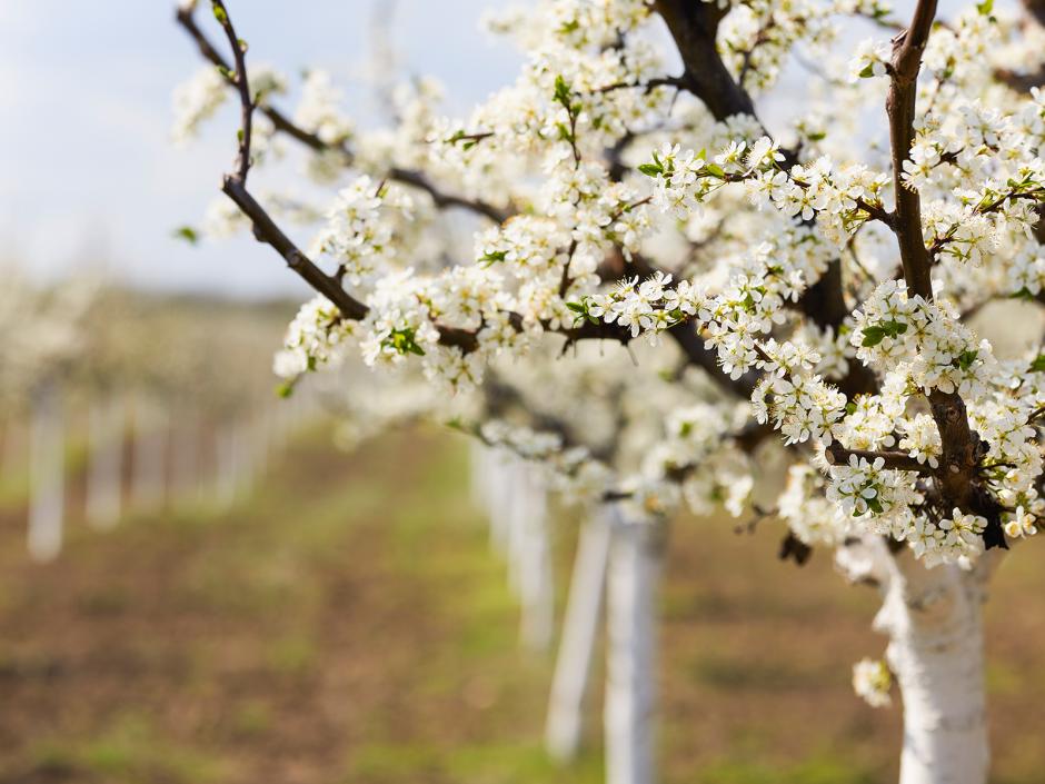 Pflege des Obstgartens