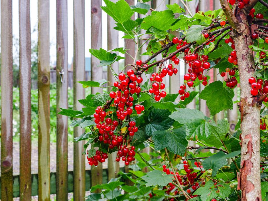 Anlegen eines Obstgartens