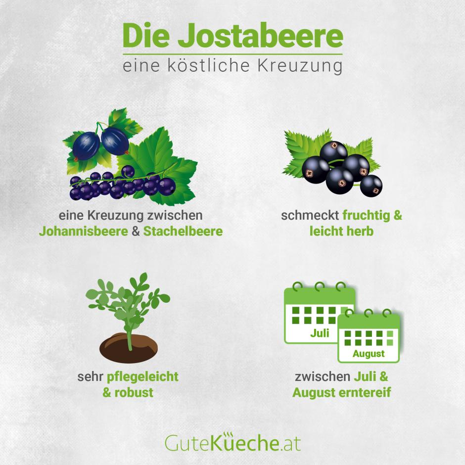 Die Jostabeere, eine köstliche Kreuzung