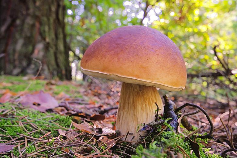 Steinpilz