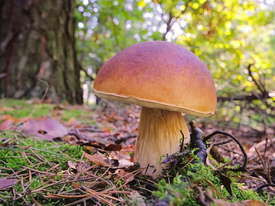 Steinpilz