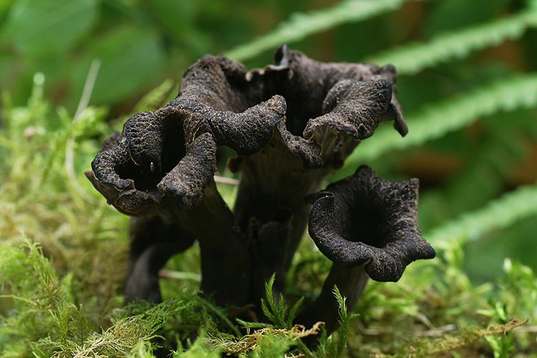 Herbsttrompete (Totentrompete)
