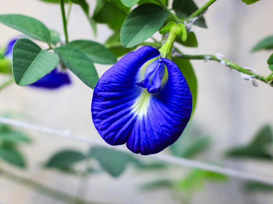 Schmetterlingserbse, das blaue Wunder