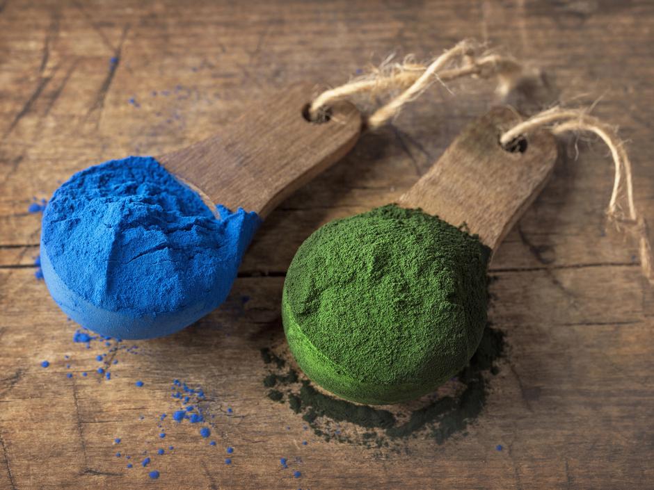 Schmetterlingserbse, das blaue Wunder