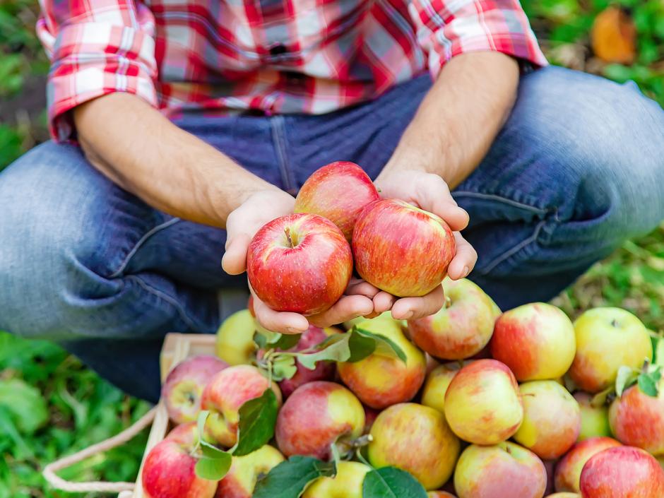 Süß und knackig: der Apfel