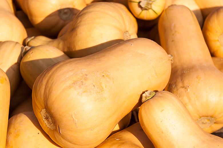 Butternut - Butternuss